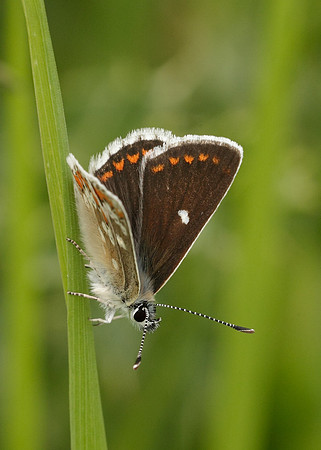 Northern Brown Argus Aricia artaxerxes artaxerxes