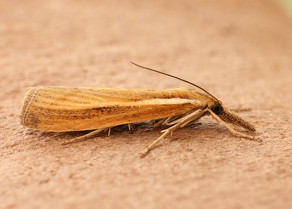 63.089 BF1305 Agriphila tristella