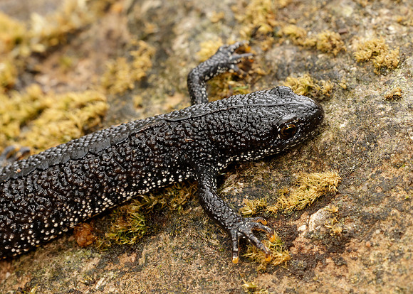 Great Crested Newt Triturus cristatus;