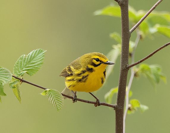 Prairie Warbler Setophaga discolor