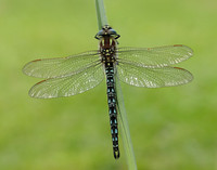 Hairy Dragonfly Brachytron pratense