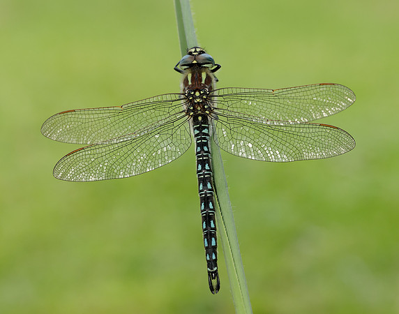 Hairy Dragonfly Brachytron pratense