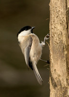 Willow Tit Poecile montanus