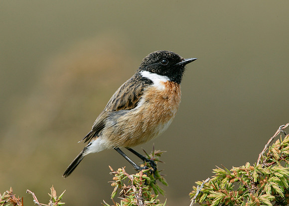 Stonechat Saxicola torquatus