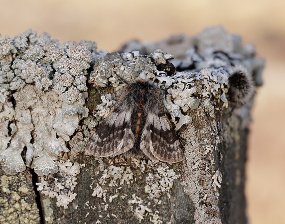 70.249 BF1929 Rannoch Brindled Beauty Lycia lapponaria