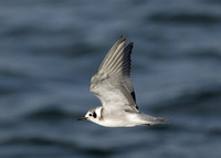 American Black Tern Chlidonias niger surinamensis