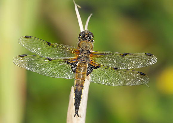 Four-spotted Chaser Libellula quadrimaculata