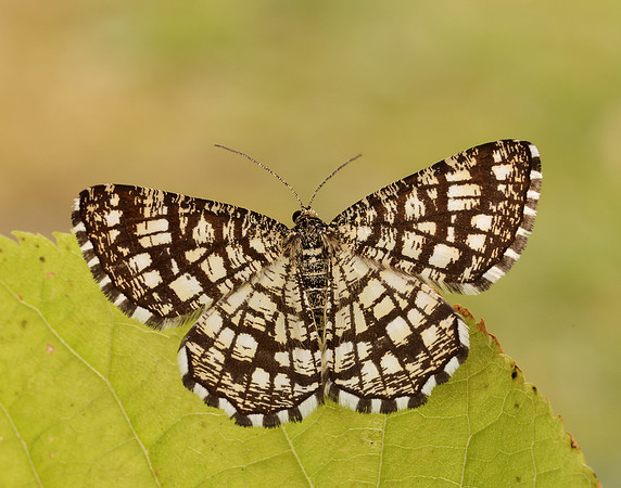 70.218 BF1894 Latticed Heath Chiasmia clathrata