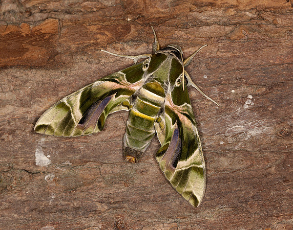 69.011 BF1985 Oleander Hawk-moth Daphnis nerii