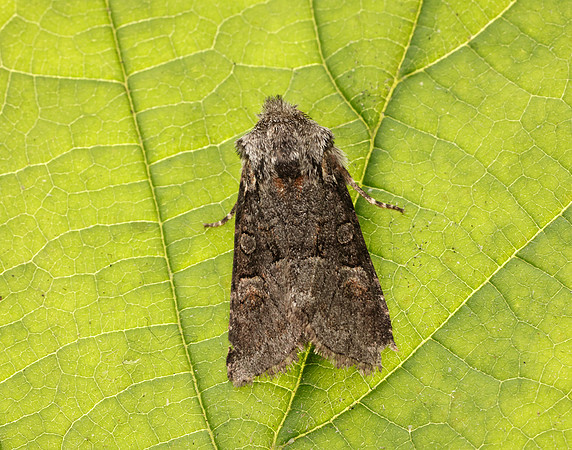73.220 BF2225 Minor Shoulder-knot Brachylomia viminalis