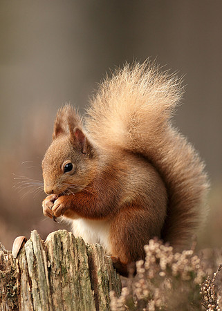 Red Squirrel Sciurus vulgaris