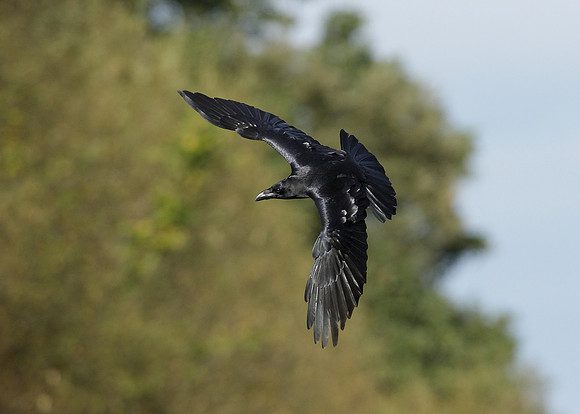 Raven Corvus corax
