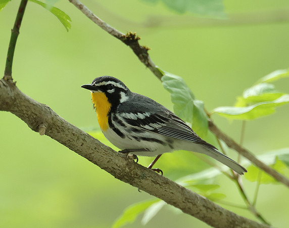 Yellow-throated Warbler  Setophaga dominica