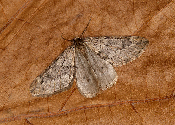 70.245 BF1663 March Moth Alsophila aescularia