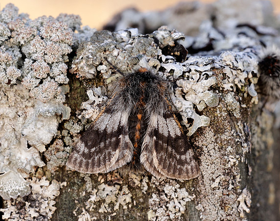 70.249 BF1929 Rannoch Brindled Beauty Lycia lapponaria