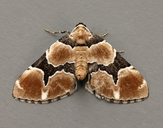 70.140 BF1810 Marsh Carpet Gagitodes sagittata