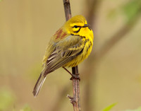 Prairie Warbler Setophaga discolor
