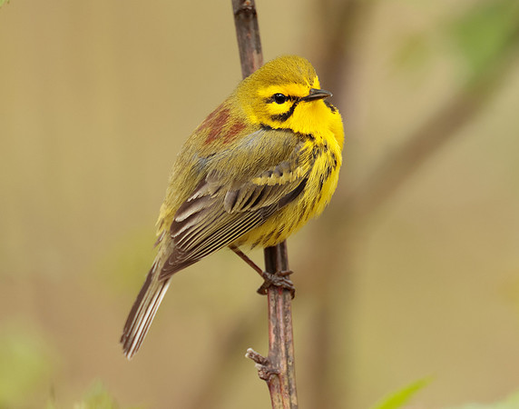 Prairie Warbler Setophaga discolor