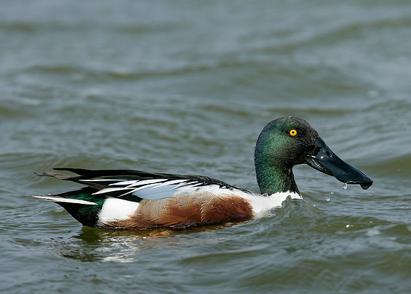 Shoveler Anas clypeata