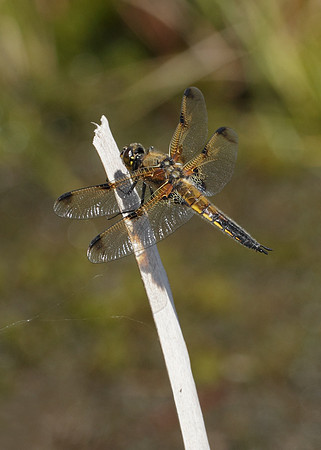 Four-spotted Chaser Libellula quadrimaculata
