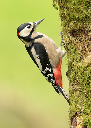 Great Spotted Woodpecker Dendrocopus major
