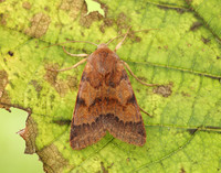 73.188 BF2265 Flounced Chestnut Agrochola helvola