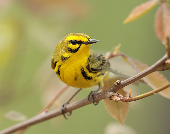 Prairie Warbler Setophaga discolor