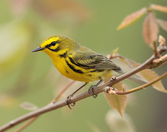 Prairie Warbler Setophaga discolor