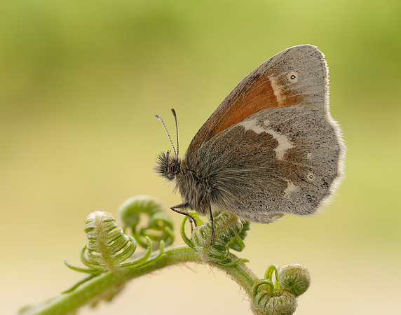 Large Heath scotica Coenonympha tullia scotica