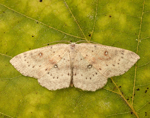 70.032 BF1677 Birch Mocha Cyclophora albipunctata