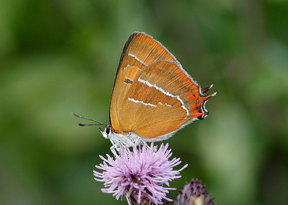 Brown Hairstreak Thecla betulae