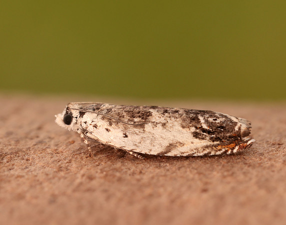 49.203 BF1123 Ancylis laetana