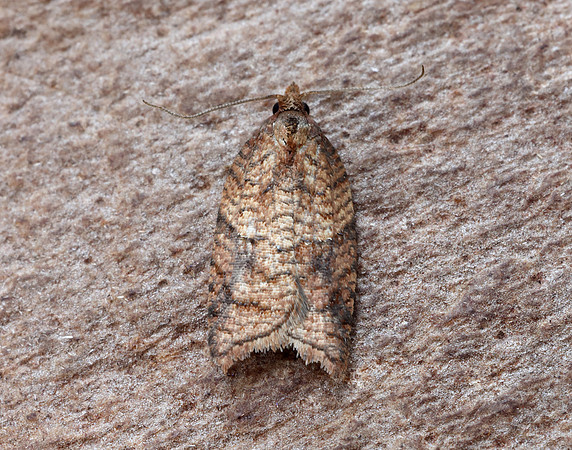49.079 BF1046 Acleris shepherdana