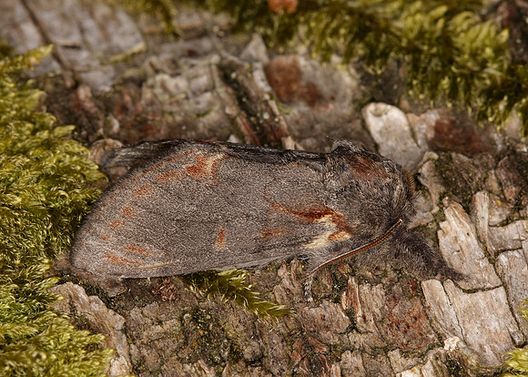 71.012 BF2000 Iron Prominent Notodonta dromedarius
