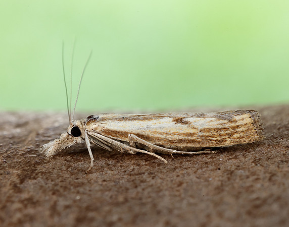 63.090 BF1306 Agriphila inquinatella