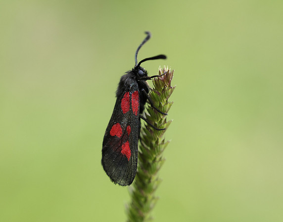 54.007 BF168 New Forest Burnet Zygaena viciae
