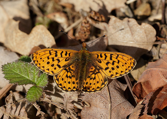 Pearl-Bordered Fritillary Boloria euphrosyne