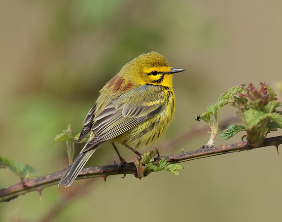 Prairie Warbler Setophaga discolor