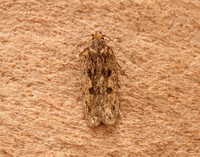28.010 BF647 Brown House-moth Hofmannophila pseudospretella