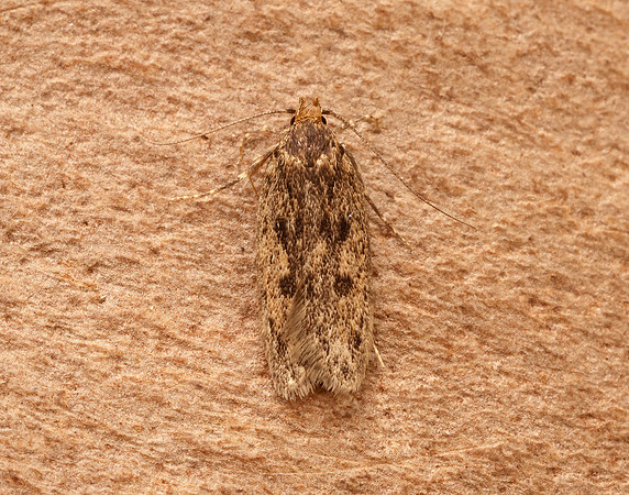28.010 BF647 Brown House-moth Hofmannophila pseudospretella