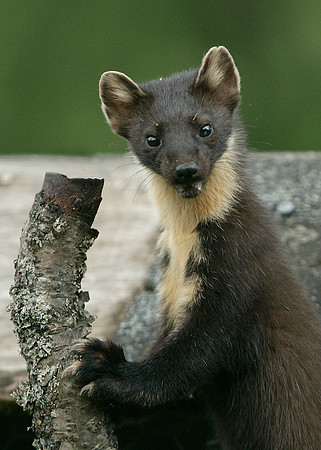 Pine Marten Martes martes