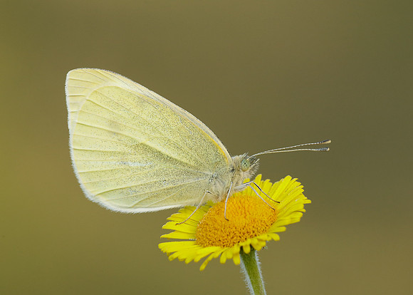 Small White Pieris rapae