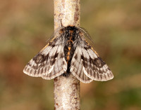 70.249 BF1929 Rannoch Brindled Beauty Lycia lapponaria