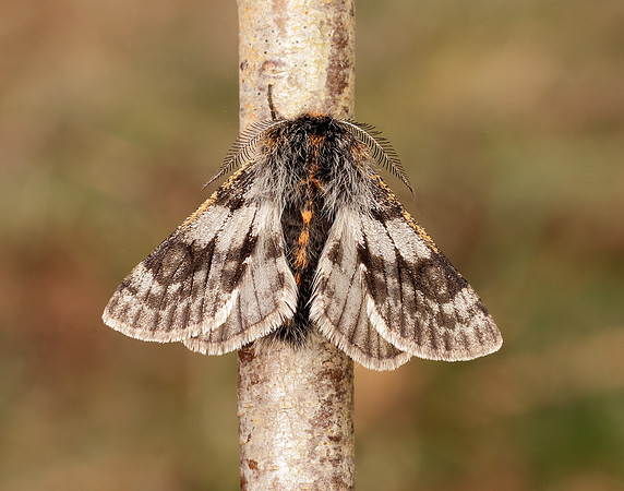 70.249 BF1929 Rannoch Brindled Beauty Lycia lapponaria