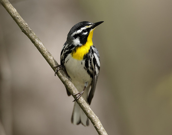 Yellow-throated Warbler  Setophaga dominica