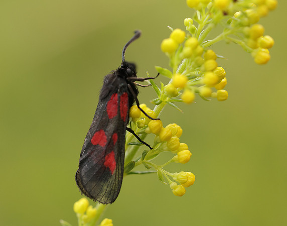 54.007 BF168 New Forest Burnet Zygaena viciae