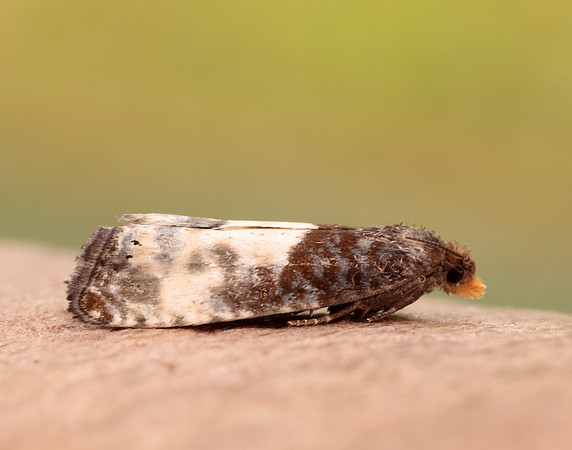 49.292 BF1174 Notocelia cynosbatella