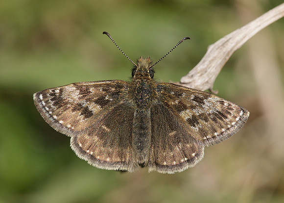 Dingy Skipper Erynnis tages