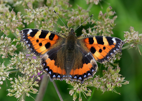Small Tortoiseshell Aglais urticae