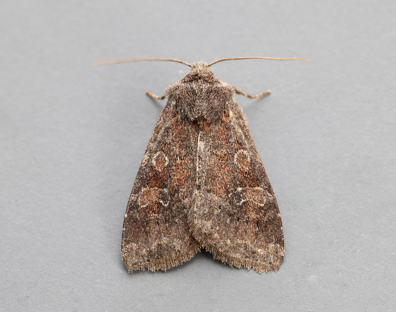 73.221 BF2268 Suspected Parastichtis suspecta